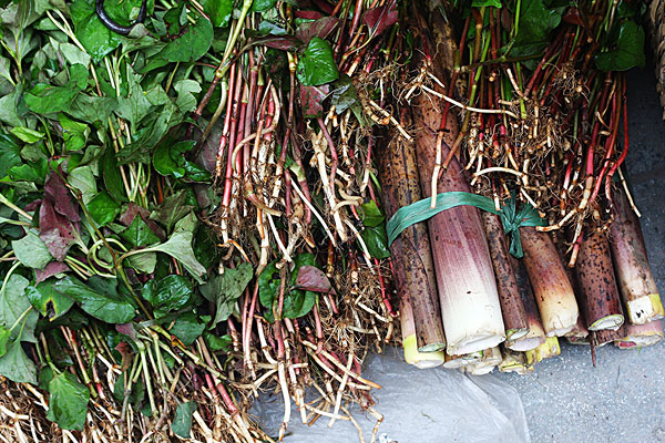 	為什么那么多人喜歡吃野菜？